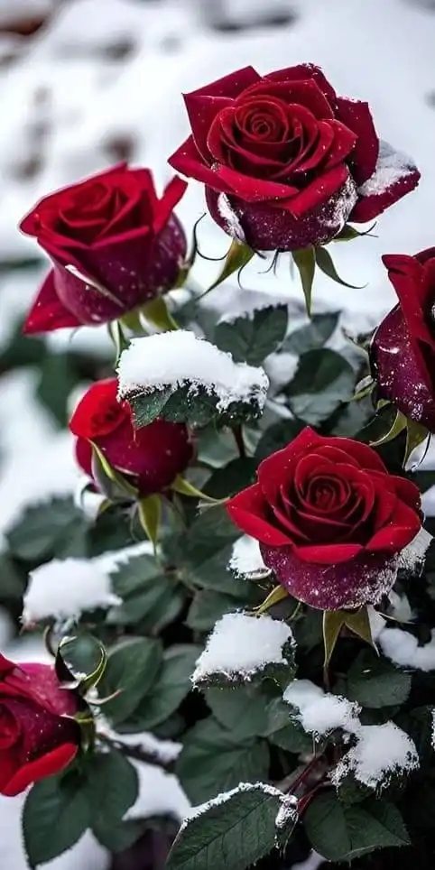 45+ Cute Valentine’s Day Wallpapers for a Romantic Mood